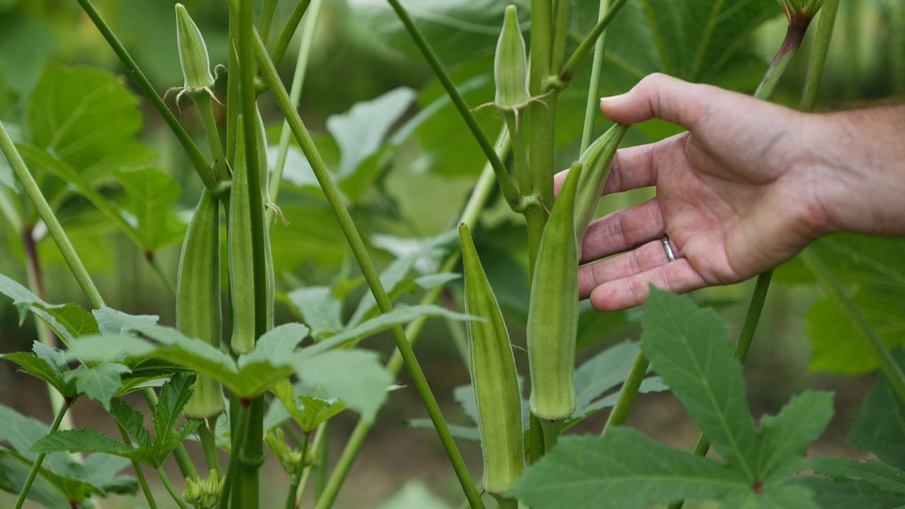 Get It Growing: Tips on growing okra in Louisiana
